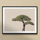 Me Myself & Bonsai - Photography Art Print, Artistically Shaped Bonsai Tree Two Distinct Tiers Foliage