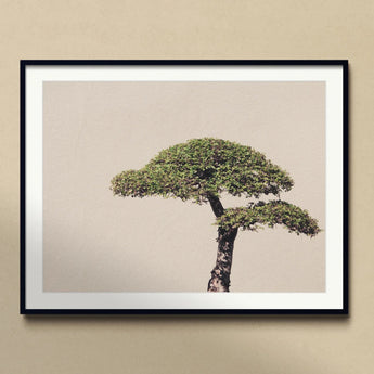 Me Myself & Bonsai - Photography Art Print, Artistically Shaped Bonsai Tree Two Distinct Tiers Foliage