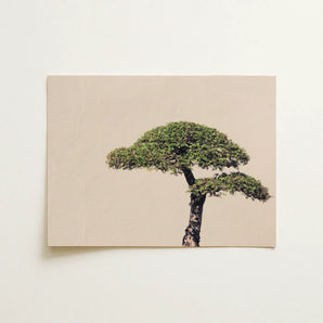 Me Myself & Bonsai - Photography Art Print / Canvas, 16x12’’ / 41x31cm / Unframed / no Border, Posters Prints Visual Artwork, Toby Leon