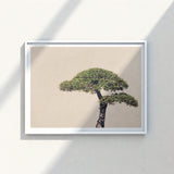 White-framed Art Print Minimalist Sculpted Tree Lush Green Bonsai Photography, Horticultural Haiku, Photographic Ode