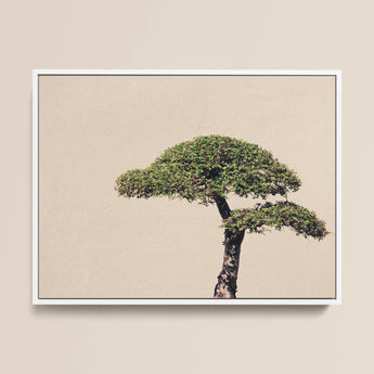 Me Myself & Bonsai - Photography Art Print / Canvas Framed Minimalist Art Print Stylized Dark-barked Tree Lush Bonsai Photography,