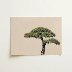 Me Myself & Bonsai - Photography Art Print / Canvas, Bonsai Art Photography, Horticultural Haiku, Photographic Ode