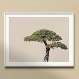 Me Myself & Bonsai - Photography Art Print / Canvas Bonsai Tree Two Distinct Tiers Foliage Cloud-like Shape Art Photography, Horticultural