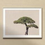 Me Myself & Bonsai - Photography Art Print, Framed Photograph Bonsai Tree Two Distinct Tiers Foliage