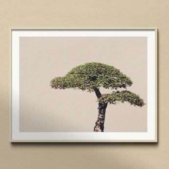 Me Myself & Bonsai - Photography Art Print, Framed Photograph Bonsai Tree Two Distinct Tiers Foliage