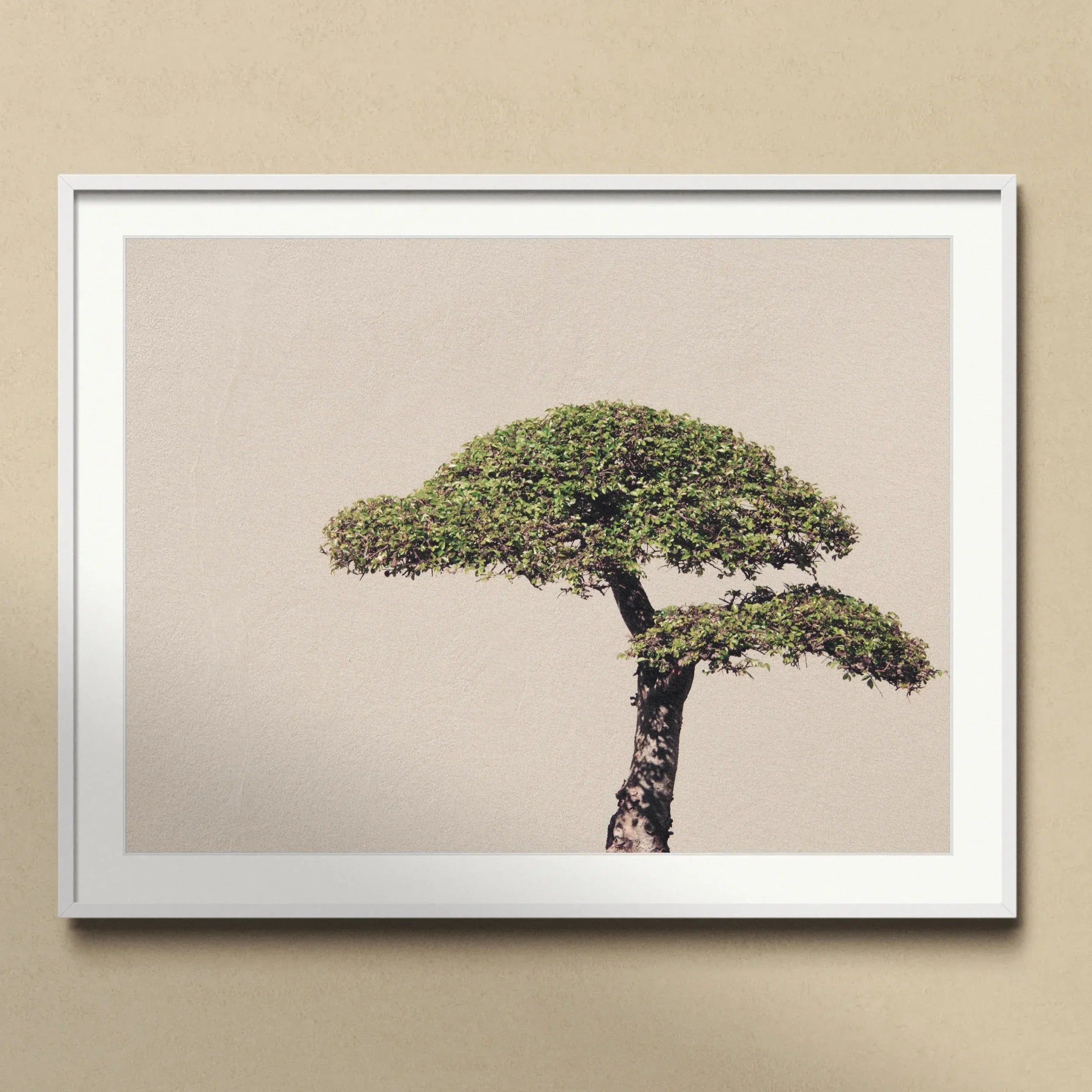 Me Myself & Bonsai - Photography Art Print Posters Prints Visual Artwork