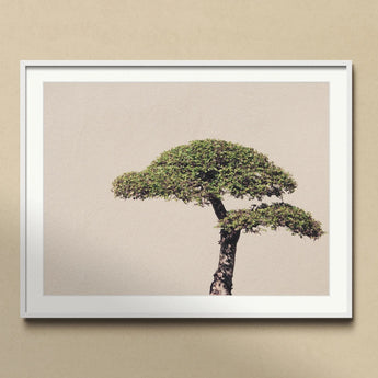 Me Myself & Bonsai - Photography Art Print, Bonsai Tree Two Distinct Tiers Foliage Cloud-like Shape