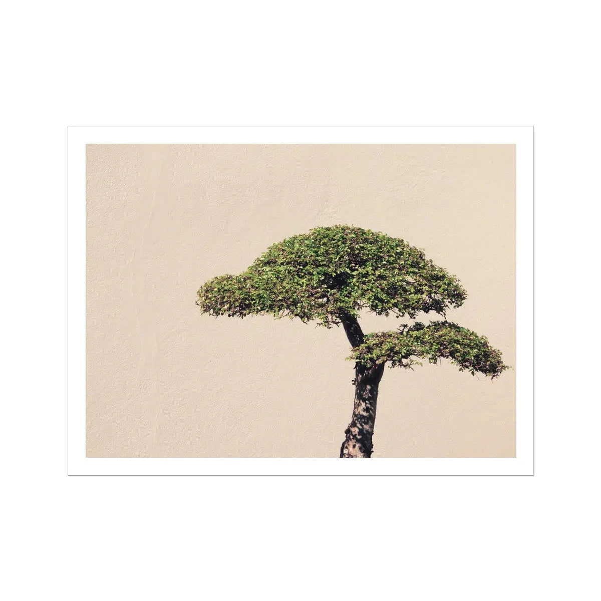 Me Myself & Bonsai Tree Print - Modern Botanical Art - 40’x30’ - Posters Prints & Visual Artwork - Aesthetic Art