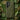 Natural Branch Pattern - Phone Case Olive-toned Striation, Moss-darkened Intervals, Perpetual Motion