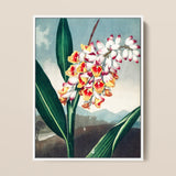 Nodding Renealmia - Robert John Thornton Floral Art Print / Canvas, 12x16’’ / 31x41cm / White Frame, Posters Prints & Visual Artwork, Toby