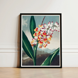 Nodding Renealmia - Robert John Thornton Floral Art Print / Canvas Framed Botanical Illustration Cluster White Yellow Red, Thornton’s Prints