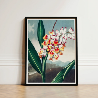 Nodding Renealmia - Robert John Thornton Floral Art Print / Canvas Framed Botanical Illustration Cluster White Yellow Red, Thornton’s Prints