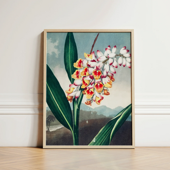 Nodding Renealmia - Robert John Thornton Floral Art Print / Canvas Framed Botanical Illustration Cluster White Yellow Red Flowers,