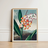 Nodding Renealmia - Robert John Thornton Floral Art Print / Canvas Framed Botanical Illustration Cluster Vibrant White Yellow Red,
