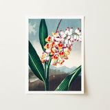 Nodding Renealmia - Robert John Thornton Floral Art Print / Canvas Framed Botanical Illustration Cluster White Yellow Red, Thornton’s Prints