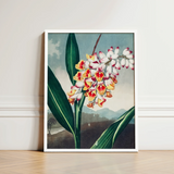 Nodding Renealmia - Robert John Thornton Floral Art Print / Canvas Framed Botanical Illustration Cluster White Yellow Red Flowers,