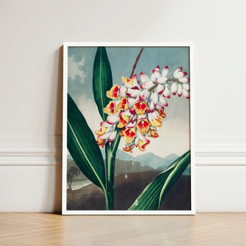 Nodding Renealmia - Robert John Thornton Floral Art Print / Canvas Framed Botanical Illustration Cluster White Yellow Red Flowers,