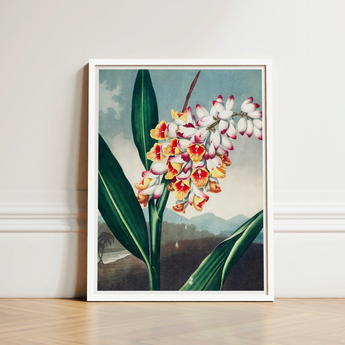 Nodding Renealmia - Robert John Thornton Floral Art Print / Canvas Framed Botanical Illustration Cluster White Yellow Red Flowers,