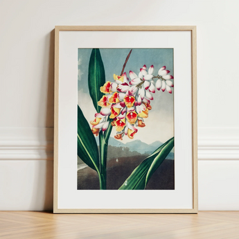 Nodding Renealmia - Robert John Thornton Floral Art Print / Canvas, 12x16’’ / 31x41cm / Natural Frame / Matboard, Posters Prints & Visual