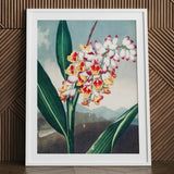Nodding Renealmia - Robert John Thornton Floral Art Print / Canvas, 24x32’’ / 61x81cm / White Frame / Matboard, Posters Prints & Visual