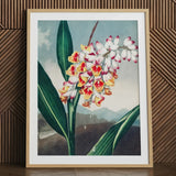Nodding Renealmia - Robert John Thornton Floral Art Print / Canvas Framed Botanical Illustration Cluster White Yellow Red Flowers Robert