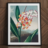 Nodding Renealmia - Robert John Thornton Floral Art Print / Canvas Framed Botanical Illustration Cluster White Yellow Red Flowers Robert