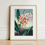 Nodding Renealmia - Robert John Thornton Floral Art Print / Canvas Framed Botanical Illustration Cluster White Yellow Red Flowers Robert