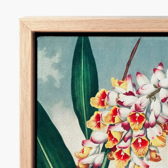 Nodding Renealmia - Robert John Thornton Floral Art Print / Canvas Framed Vibrant Botanical Illustration White Yellow, Thornton’s Prints