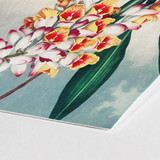 Nodding Renealmia - Robert John Thornton Floral Art Print / Canvas Vibrant Botanical Cluster White Red Yellow Flowers, Thornton’s Prints
