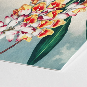 Nodding Renealmia - Robert John Thornton Floral Art Print / Canvas Vibrant Botanical Cluster White Red Yellow Flowers, Thornton’s Prints
