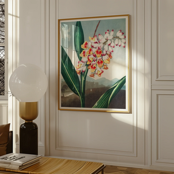 Nodding Renealmia - Robert John Thornton Floral Art Print, Framed Botanical Artwork White Orange Orchids Green Leaves