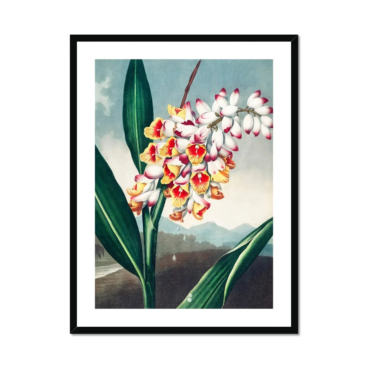 Nodding Renealmia Robert John Thornton Floral Art Print, Framed Botanical Illustration Orchid Orange Pink White Blooms