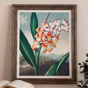Nodding Renealmia - Robert John Thornton Floral Art Print, Framed Painting Vibrant Orchid Pink Yellow White Blossoms