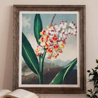 Nodding Renealmia Robert John Thornton Floral Art Print, Framed Painting Vibrant Orchid Pink Yellow White Blossoms