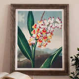 Nodding Renealmia - Robert John Thornton Floral Art Print, Framed Painting Vibrant Orchid Pink Yellow White Blossoms
