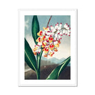 Nodding Renealmia Robert John Thornton Floral Art Print, Orchid Stem White Yellow Pink Flowers Among Green