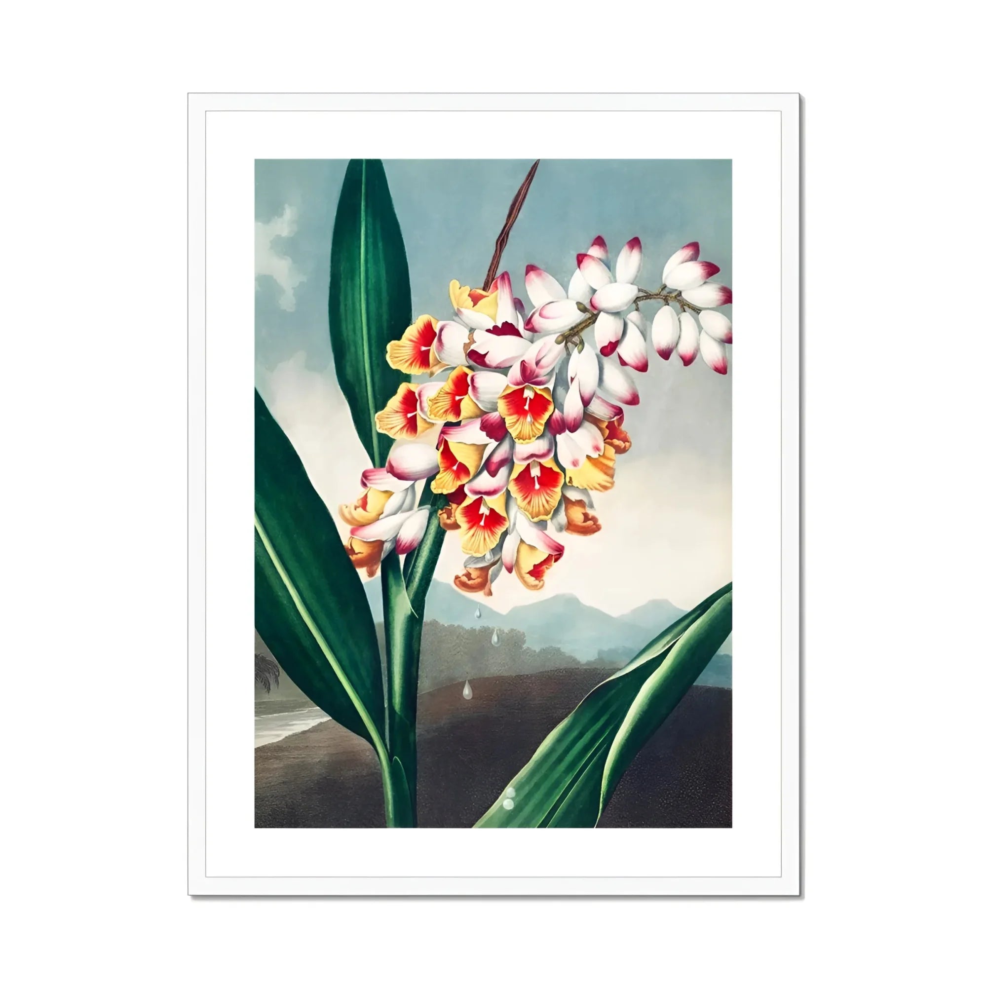 Nodding Renealmia - Robert John Thornton Floral Art Print, Orchid Stem White Yellow Pink Flowers Among Green