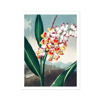 Nodding Renealmia - Robert John Thornton Floral Art Print, Vibrant Orange White Orchid Stem Green Leaves