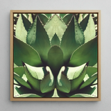 Open Wide - Agave Plant Op Art Framed Canvas, 12x12’’ / 31x31cm / Natural Floating Frame, Framed Square Canvas Print Mirrored Agave Plant
