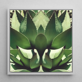 Open Wide - Agave Plant Op Art Framed Canvas, 12x12’’ / 31x31cm / White Floating Frame, Symmetrical Green Agave Plant Art