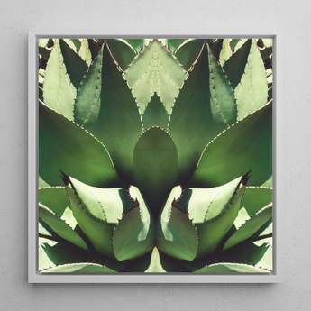 Open Wide - Agave Plant Op Art Framed Canvas, 12x12’’ / 31x31cm / White Floating Frame, Symmetrical Green Agave Plant Art