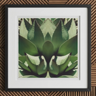 Open Wide - Succulent Agave Op Art Print, 12x12’’ / 31x31cm / Black Frame / 2’’ Matboard, Framed Print Green Agave Plant