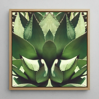 Open Wide - Tirage d’art op art d’agave succulente / Toile, 12x12’’ / 31x31cm / Cadre naturel, Affiches, impressions et œuvres d’art visuel, Toby Leon