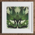 Open Wide - Succulent Agave Op Art Print Posters Prints & Visual Artwork