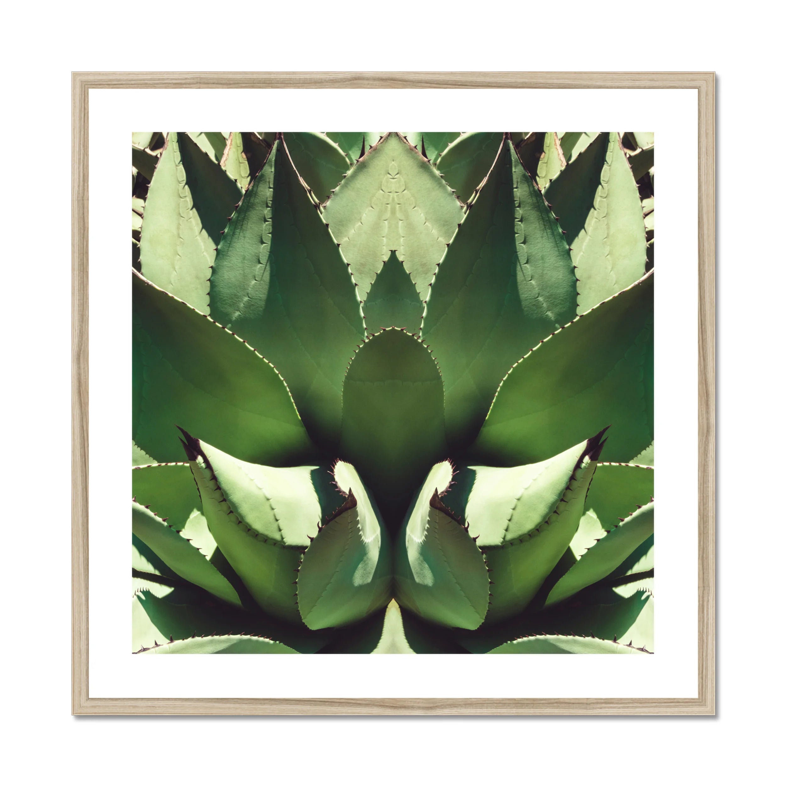 Open Wide - Succulent Agave Op Art Print