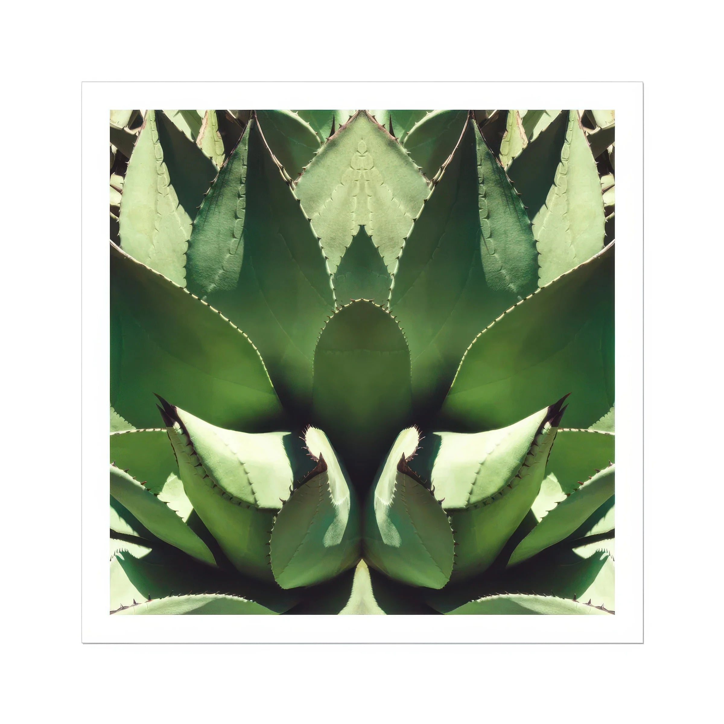 Open Wide - Succulent Agave Op Art Print Posters Prints & Visual Artwork