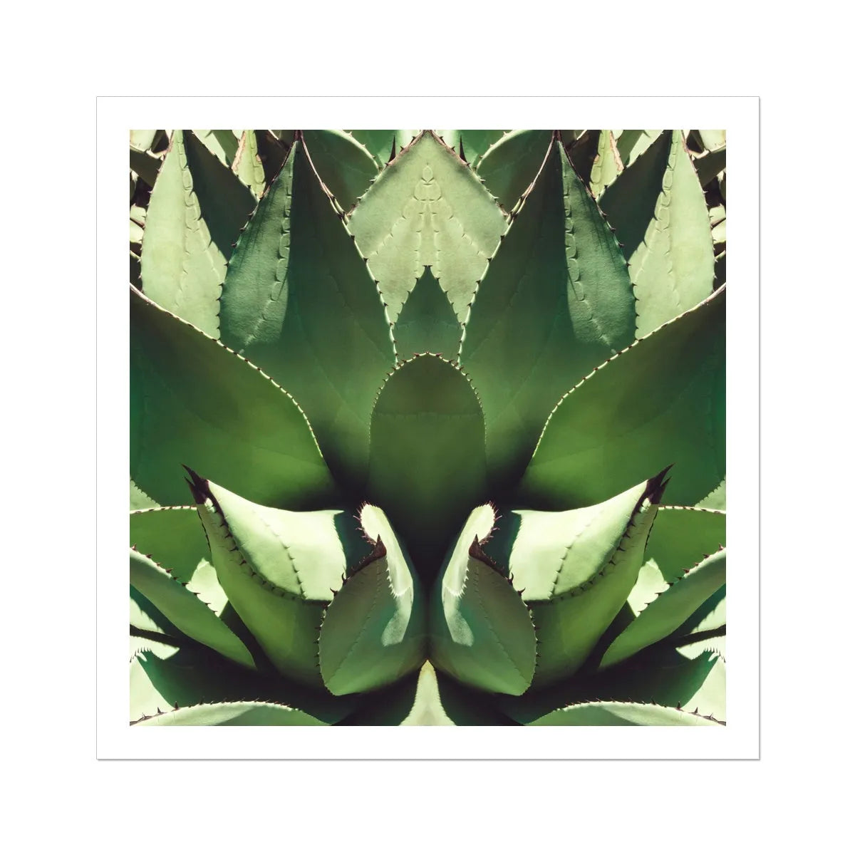 Open Wide Succulent Art - Modern Botanical Prints - 30’x30’ - Posters Prints & Visual Artwork - Aesthetic Art
