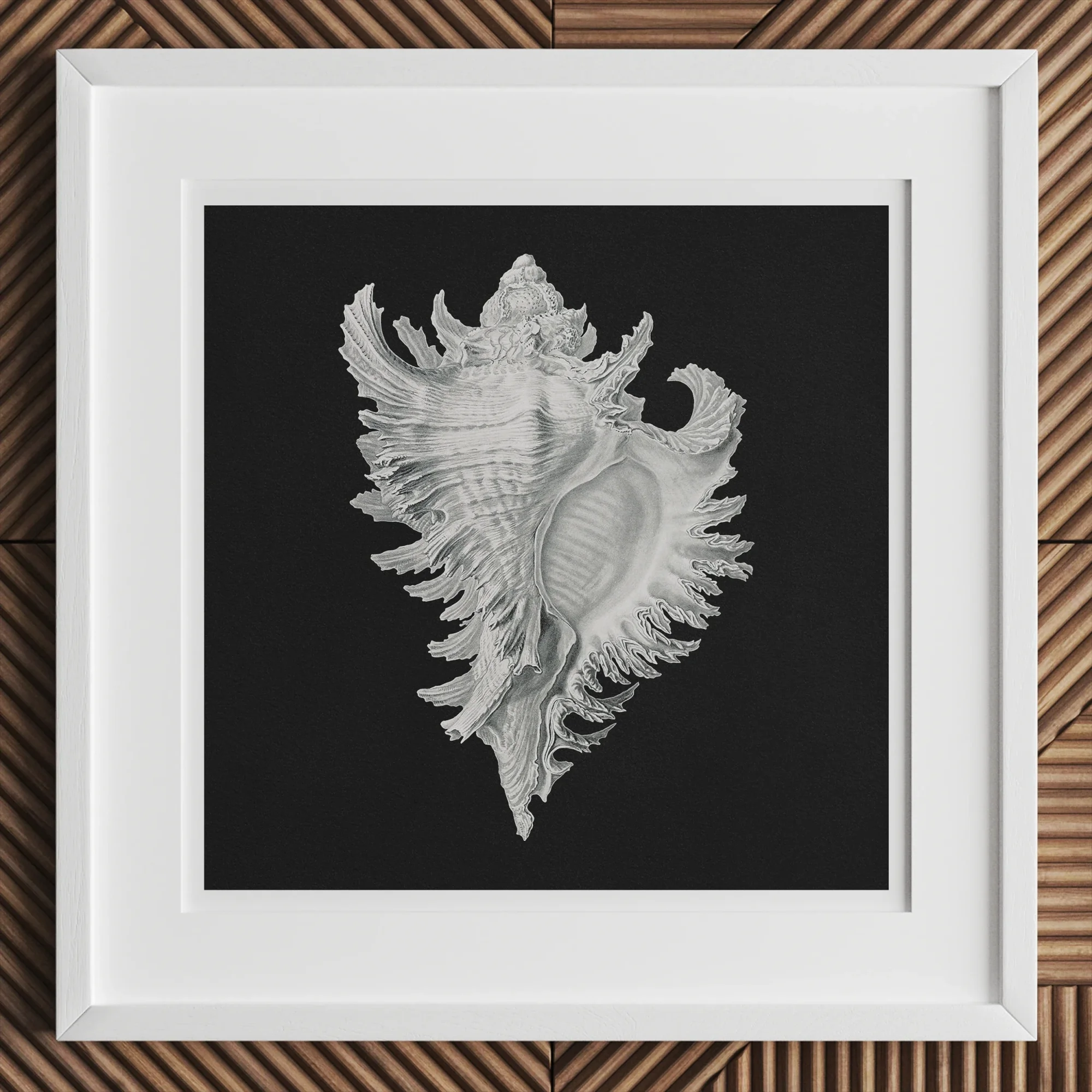 Cockle Shell - Ernst Haeckel Sea Life Art Print Posters Prints & Visual Artwork