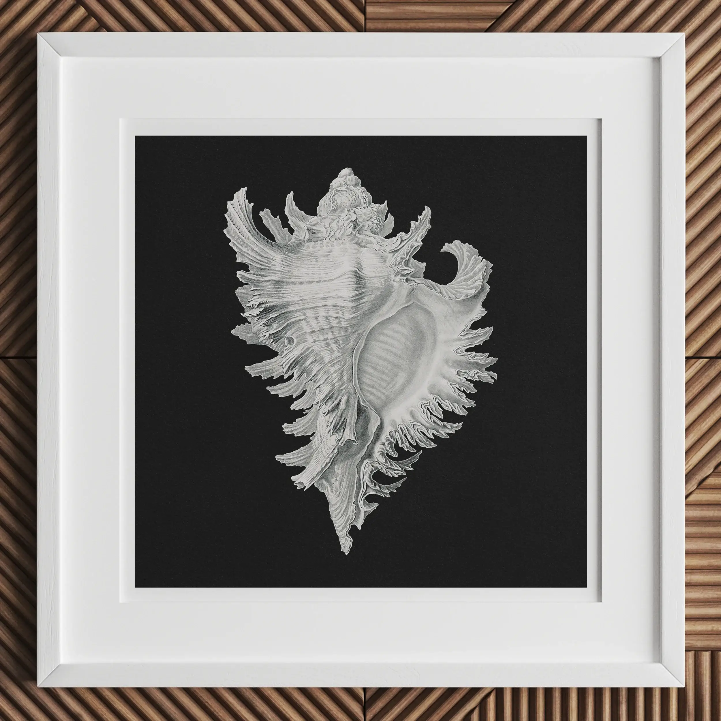 Cockle Shell - Ernst Haeckel Sea Life Illustration Art Print Posters Prints & Visual Artwork