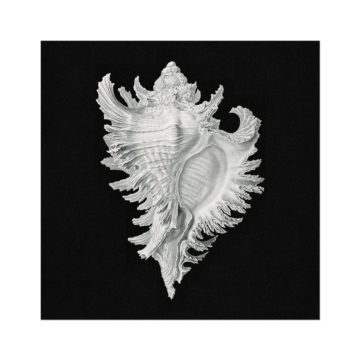 Cockle Shell - Ernst Haeckel Sea Life Art Print 30’’x30’’ Posters Prints & Visual Artwork